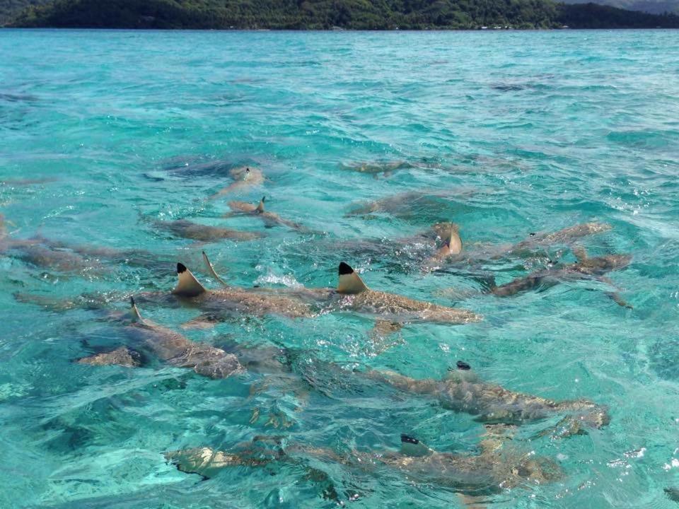 Pension Hibiscus Tahaa Uturoa Exteriér fotografie